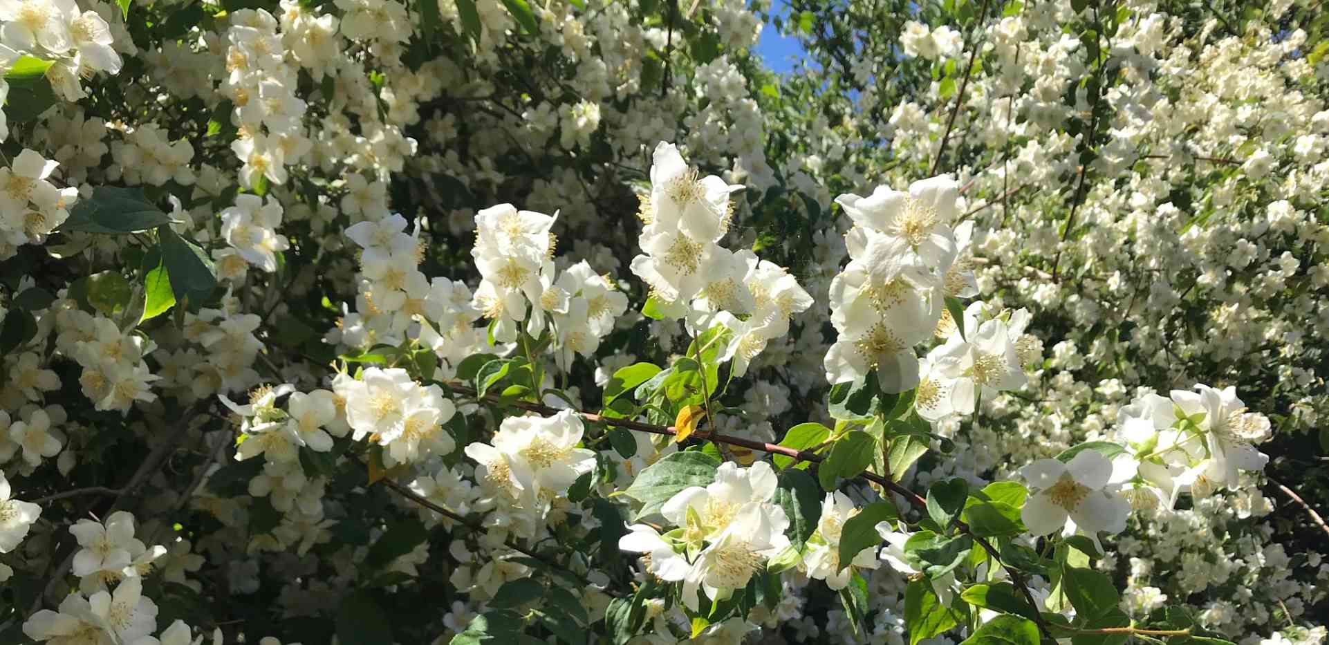 White Roses at D Burke & Co Solicitors