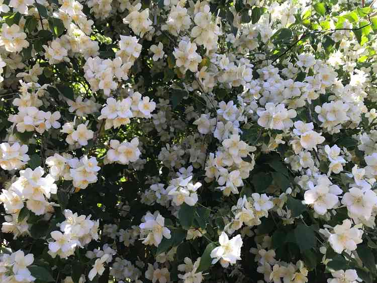 Wills & Probate Solicitor